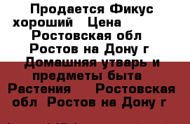 Продается Фикус хороший › Цена ­ 1 000 - Ростовская обл., Ростов-на-Дону г. Домашняя утварь и предметы быта » Растения   . Ростовская обл.,Ростов-на-Дону г.